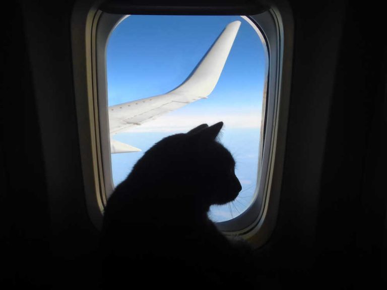 Tus mascotas por avión
