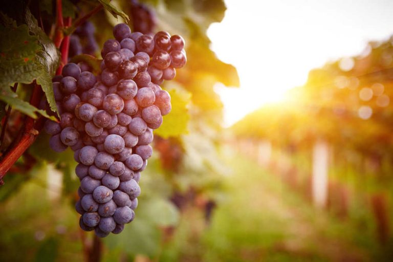 Beneficios y propiedades de las uvas