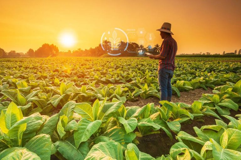 ¿Qué son las granjas inteligentes? Futuro y eficiencia gracias a la tecnología